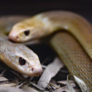 Photo Three-headed snake